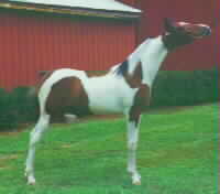 For Sale:  CJ Molowan Saalaar