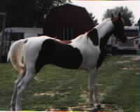 For Sale and at stud:  CJ Splash of Genius