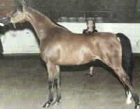 For Sale:  JS Shania