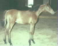For Sale:  CJ Magna Enzahi